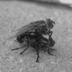Illustration for article titled Shooting Challenge: Bugs Gallery (Part 1)